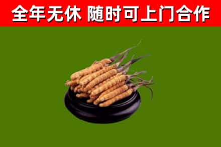 东港回收冬虫夏草